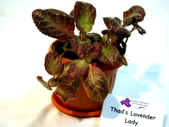 Thad's Lavender Lady - plant