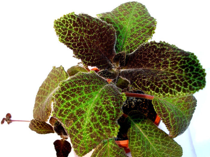 Tigrovaia - episcia plant