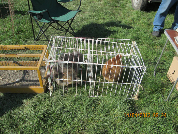 IMG_0131 - TARG MONOR 10 03 2013