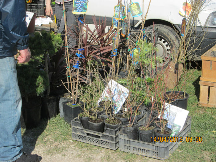 IMG_0146 - TARG MONOR 10 03 2013