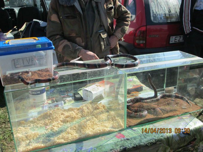 IMG_0149 - TARG MONOR 10 03 2013