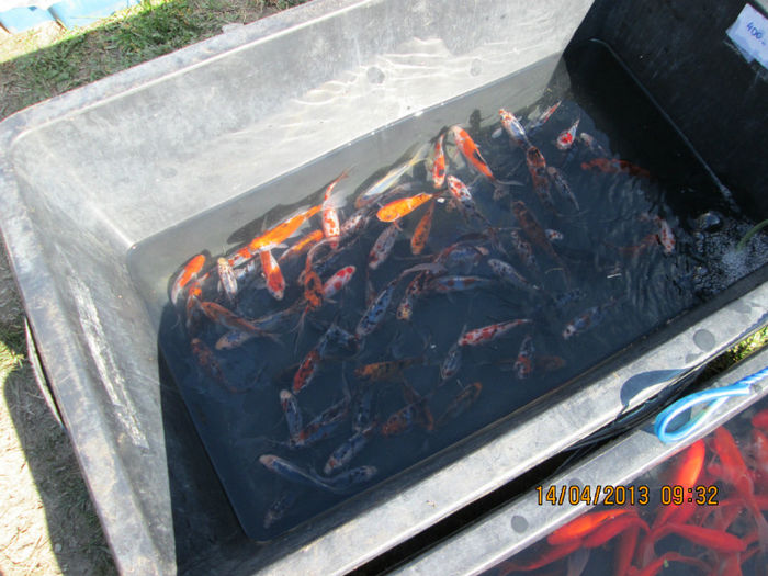 IMG_0156 - TARG MONOR 10 03 2013