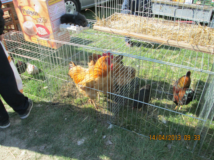 IMG_0157 - TARG MONOR 10 03 2013