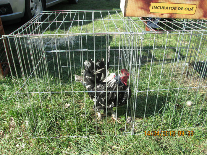 IMG_0158 - TARG MONOR 10 03 2013