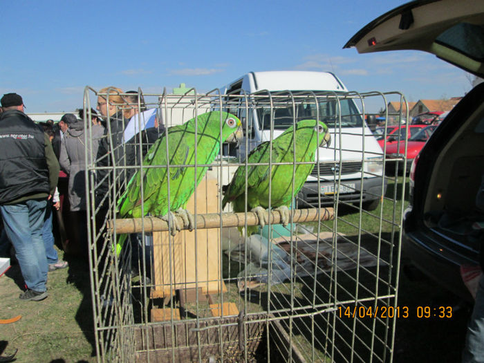 IMG_0159 - TARG MONOR 10 03 2013