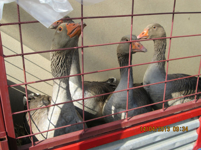 IMG_0165 - TARG MONOR 10 03 2013