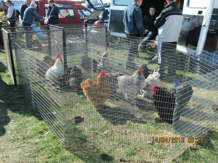 IMG_0170 - TARG MONOR 10 03 2013