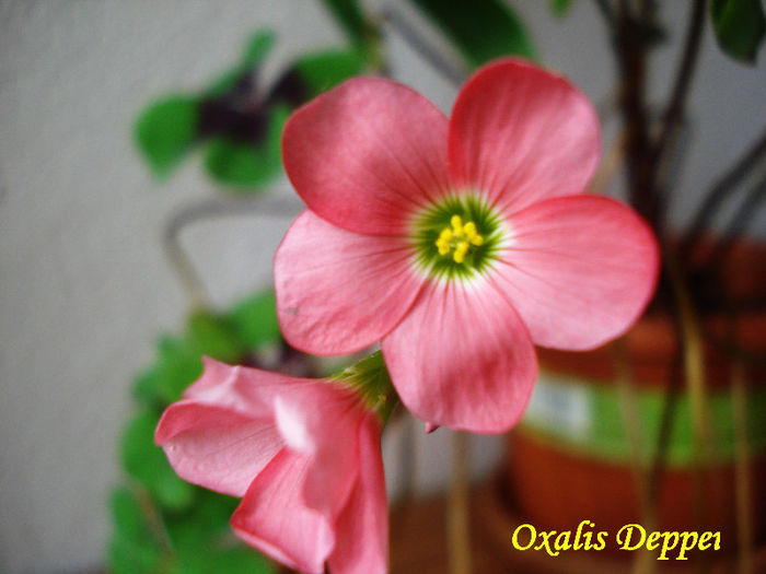 Oxalis Deppei(18-04-2013) - Flori 2013