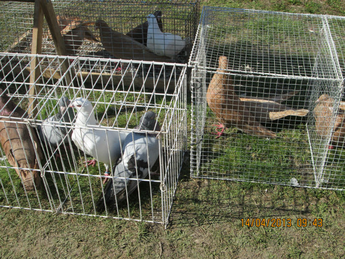 IMG_0175 - TARG MONOR 10 03 2013