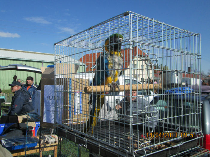 IMG_0182 - TARG MONOR 10 03 2013