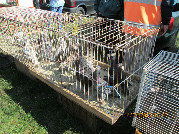 IMG_0203 - TARG MONOR 10 03 2013