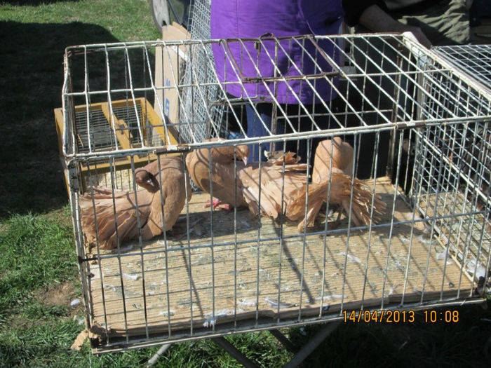 IMG_0206 - TARG MONOR 10 03 2013