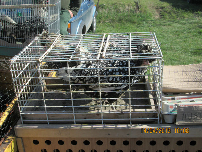 IMG_0207 - TARG MONOR 10 03 2013