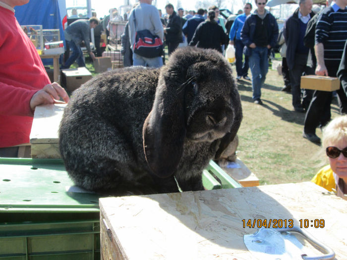 IMG_0214 - TARG MONOR 10 03 2013