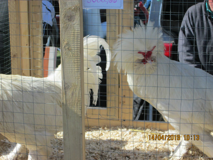 IMG_0225 - TARG MONOR 10 03 2013