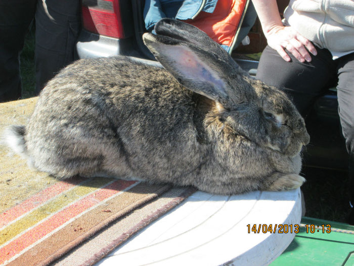 IMG_0226 - TARG MONOR 10 03 2013