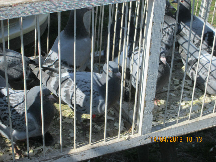 IMG_0227 - TARG MONOR 10 03 2013