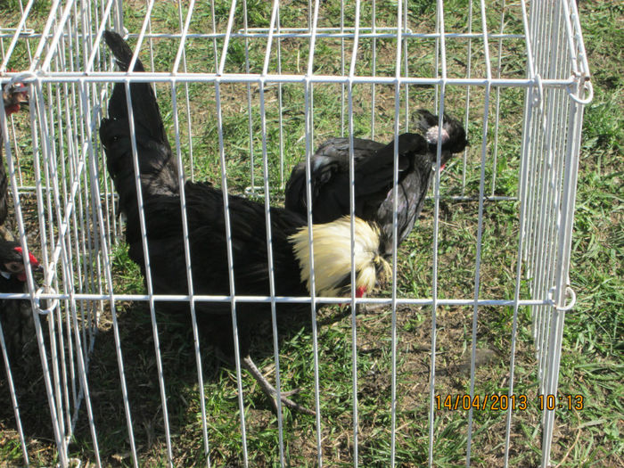 IMG_0228 - TARG MONOR 10 03 2013