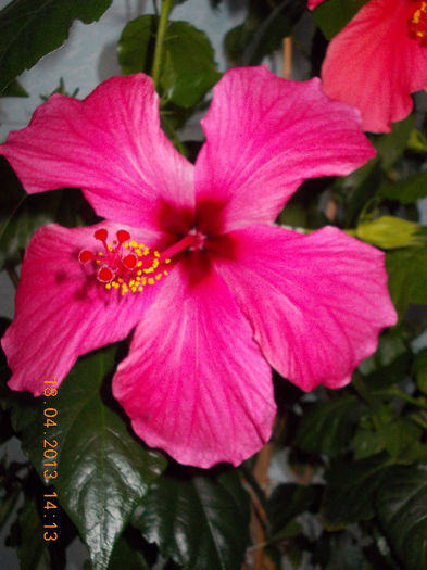18 aprilie 2013-flori 030