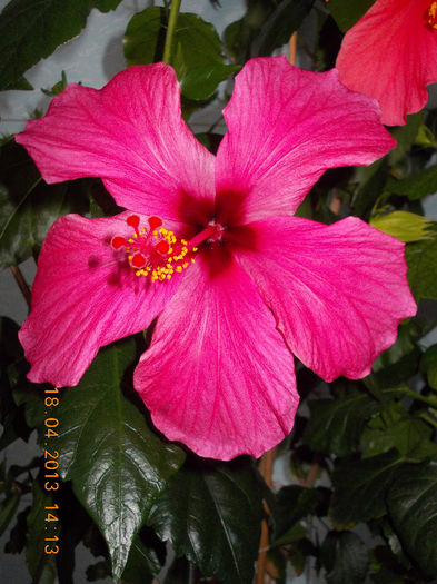 18 aprilie 2013-flori 032