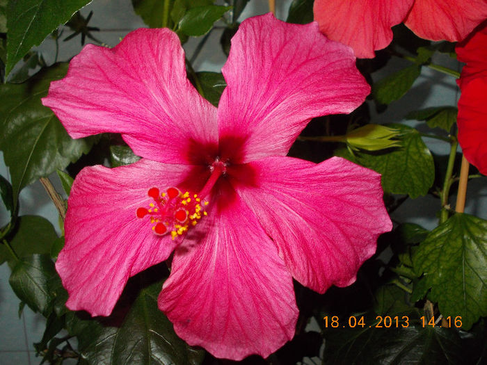 18 aprilie 2013-flori 049