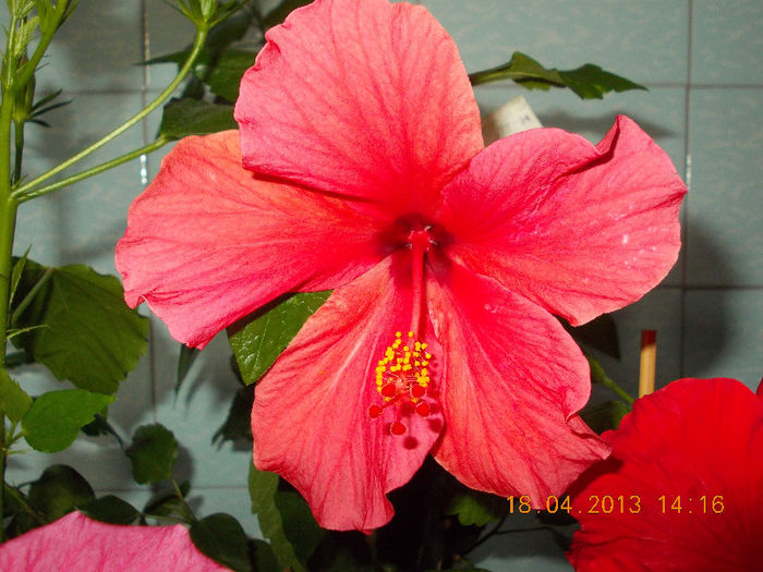 18 aprilie 2013-flori 052
