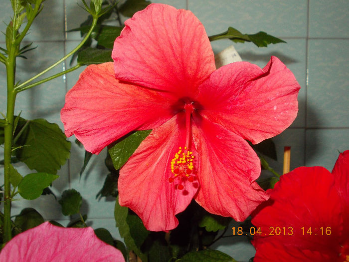 18 aprilie 2013-flori 054