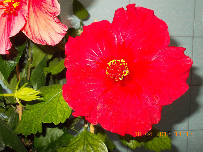 18 aprilie 2013-flori 056