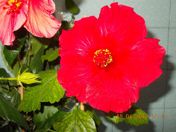 18 aprilie 2013-flori 058
