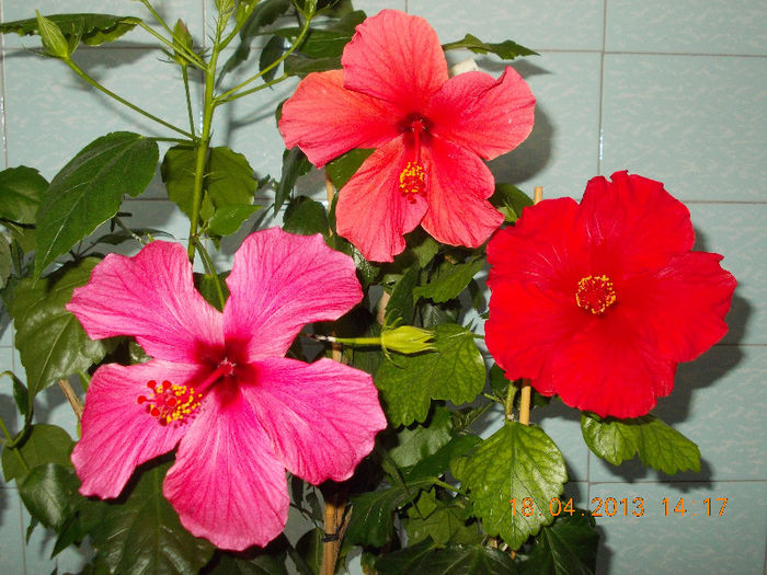 18 aprilie 2013-flori 059