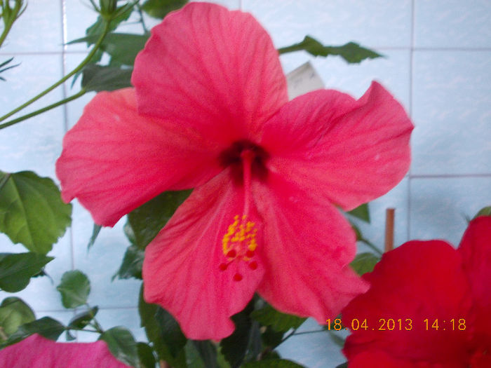 18 aprilie 2013-flori 071