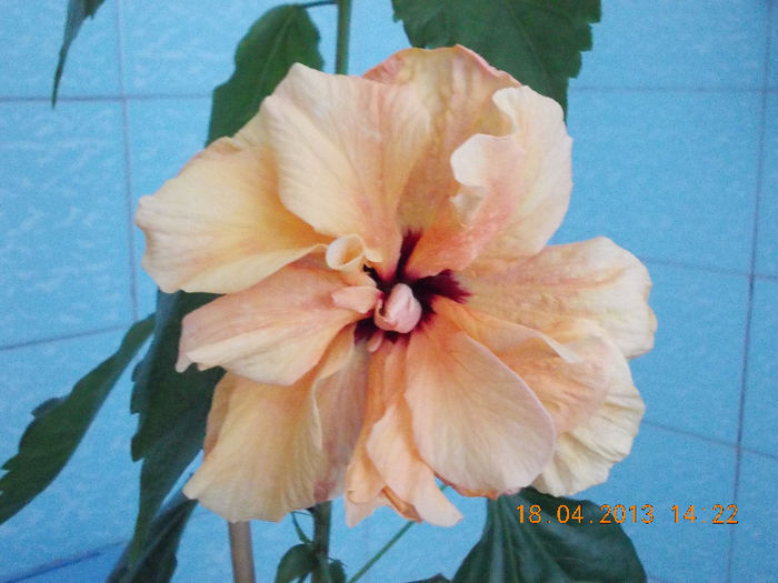 18 aprilie 2013-flori 077