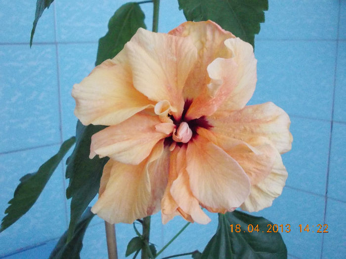 18 aprilie 2013-flori 078