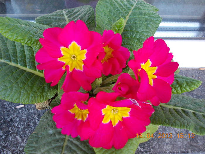 18 aprilie 2013-flori 106