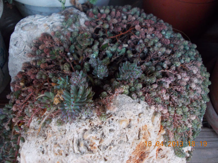 plante grase...