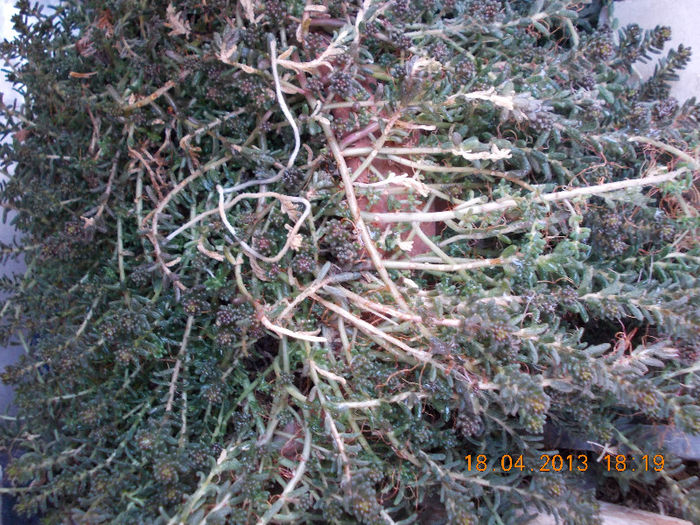 plante grase...