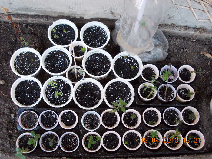 18 aprilie 2013-flori 128 18 aprilie 2013-flori 128