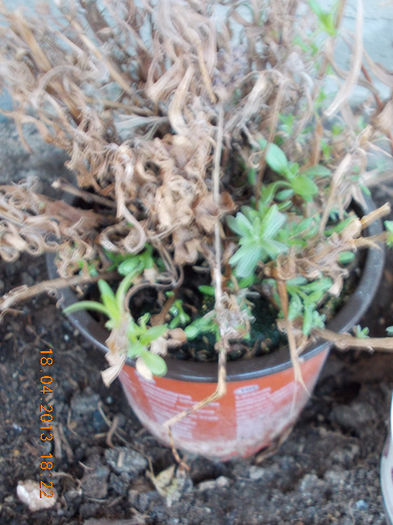 18 aprilie 2013-flori 133 18 aprilie 2013-flori 133