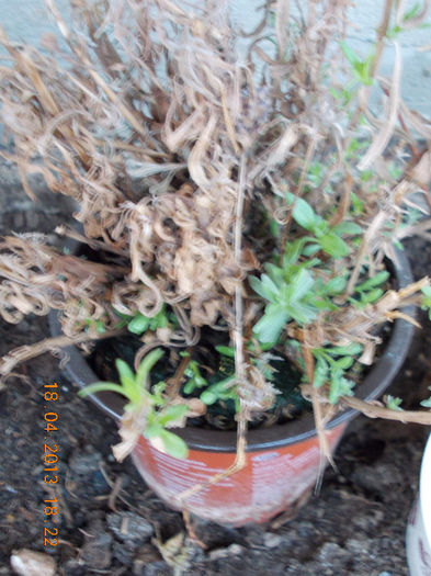 lavanda "blue scent" lavanda "blue scent"