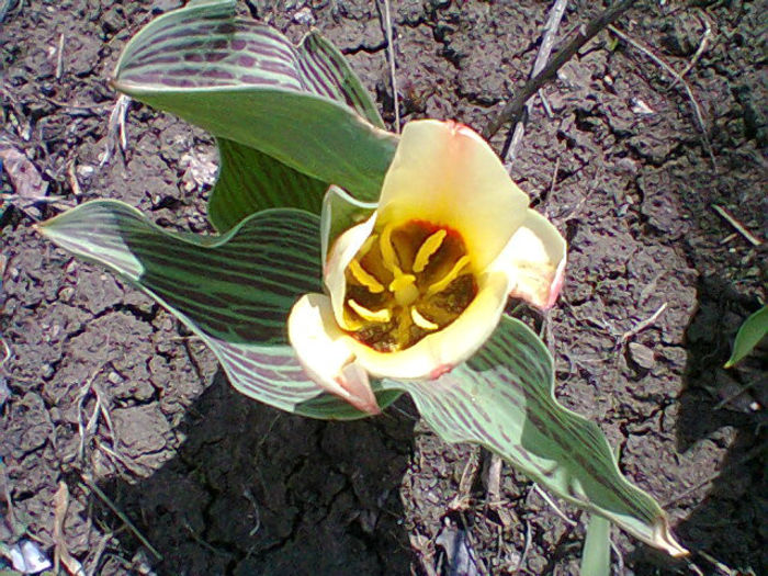 Fotogr.0754 - flori de gradina
