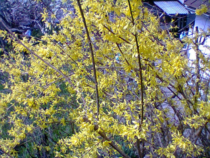Fotogr.0764 - flori de gradina