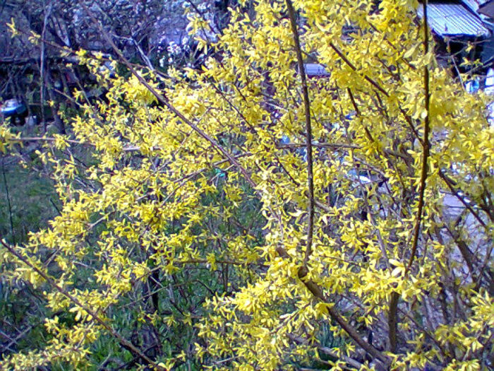 Fotogr.0765 - flori de gradina