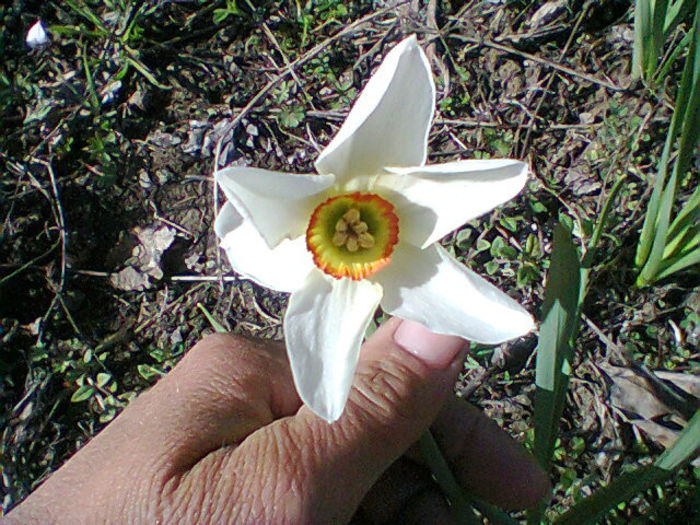 Fotogr.0773 - flori de gradina