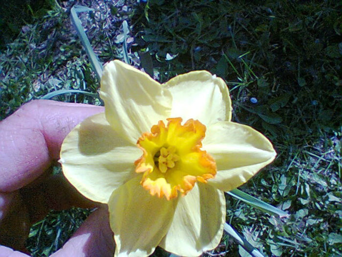 Fotogr.0779 - flori de gradina