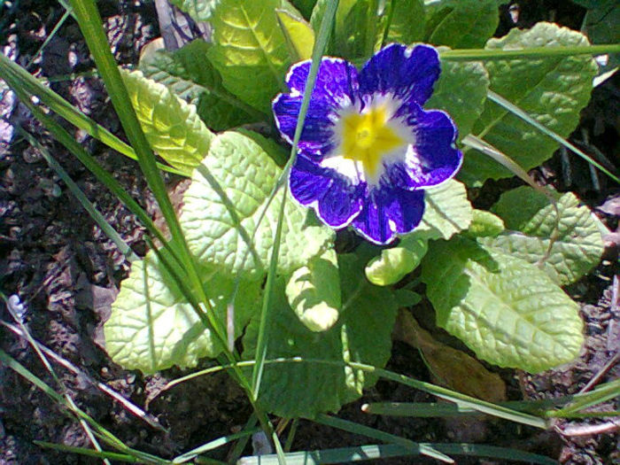 Fotogr.0780 - flori de gradina