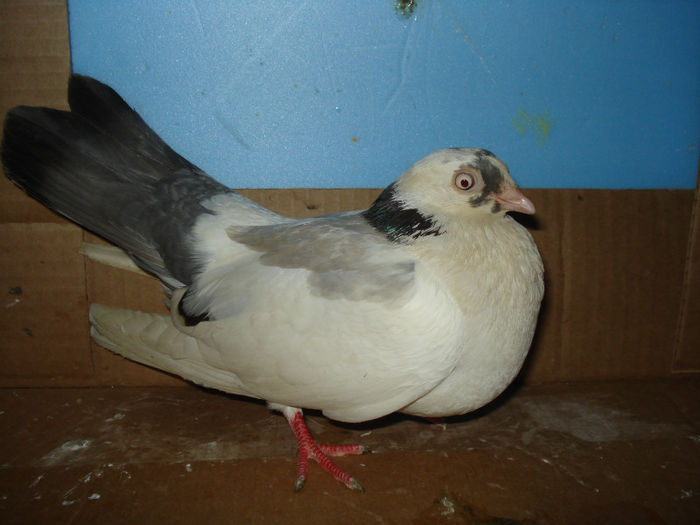 vinduta la cristi jud calaras