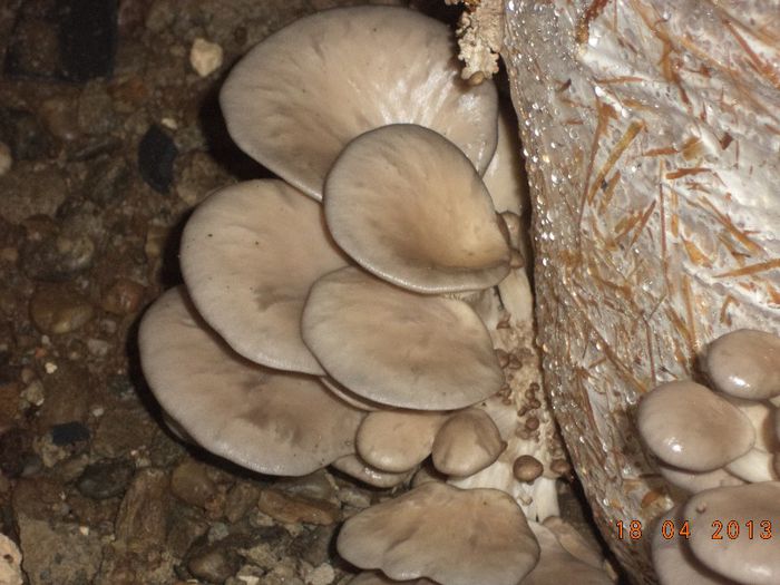 DSC01007 - Ciuperci Pleurotus