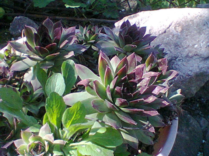 Fotogr.0782 - flori de gradina