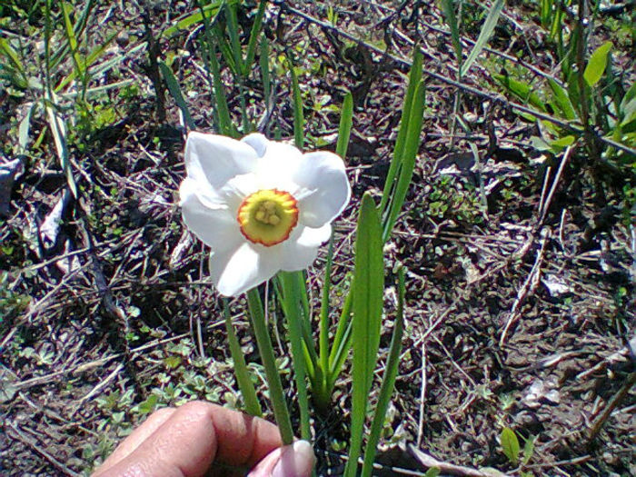 Fotogr.0789 - flori de gradina