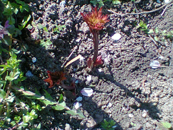 Fotogr.0796 - flori de gradina